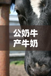 公奶牛产牛奶吗?  第1张