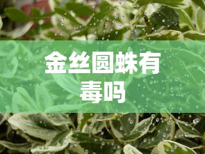 金丝圆蛛有毒吗  第1张