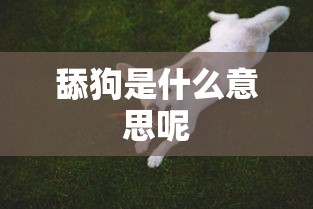 舔狗是什么意思呢  第1张