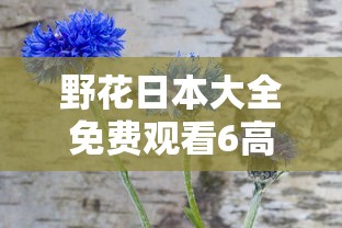野花日本大全免费观看6高清版美国片  第1张