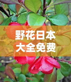 野花日本大全免费观看7中文  第1张