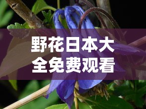 野花日本大全免费观看中文7下载  第1张