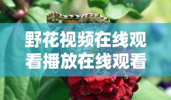 野花视频在线观看播放在线观看5高清资源  第1张