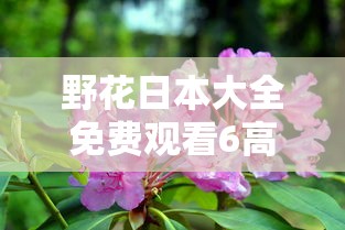 野花日本大全免费观看6高清  第1张