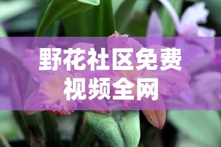 野花社区免费视频全网  第1张