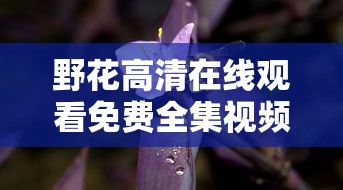野花高清在线观看免费全集视频中文  第1张