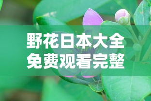 野花日本大全免费观看完整版1080  第1张