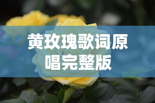 黄玫瑰歌词原唱完整版  第1张