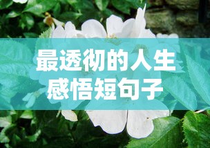 最透彻的人生感悟短句子  第1张