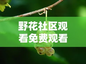 野花社区观看免费观看视频高清  第1张