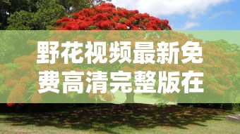 野花视频最新免费高清完整版在线观看  第1张