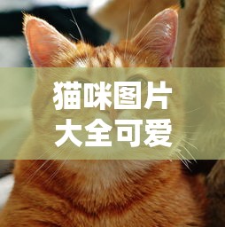 猫咪图片大全可爱头像  第1张