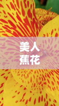 美人蕉花图片  第1张