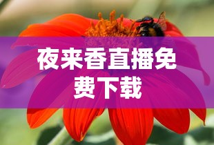 夜来香直播免费下载  第1张