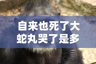 自来也死了大蛇丸哭了是多少集  第1张