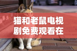 猫和老鼠电视剧免费观看在线高清  第1张