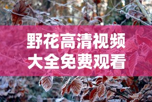 野花高清视频大全免费观看11  第1张