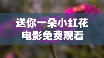 送你一朵小红花电影免费观看  第1张