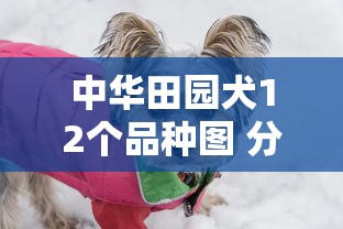 中华田园犬12个品种图 分类  第1张