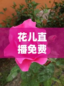 花儿直播免费视频观看下载  第1张