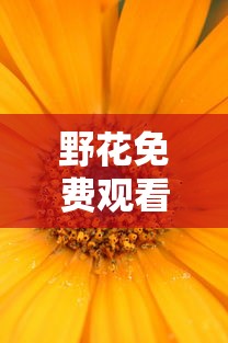 野花免费观看高清在线观看电影  第1张