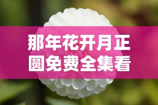 那年花开月正圆免费全集看  第1张
