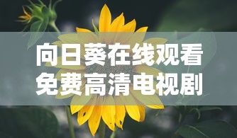 向日葵在线观看免费高清电视剧  第1张