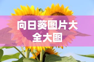 向日葵图片大全大图  第1张