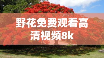 野花免费观看高清视频8k  第1张