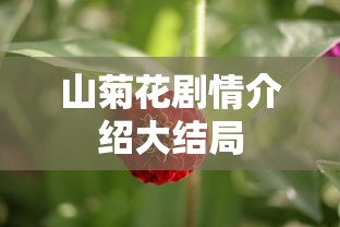山菊花剧情介绍大结局  第1张