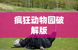 疯狂动物园破解版  第1张