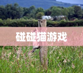 碰碰猫游戏  第1张
