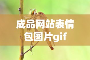 成品网站表情包图片gif  第1张