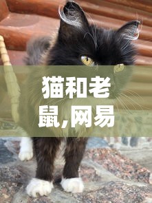 猫和老鼠,网易游戏  第1张