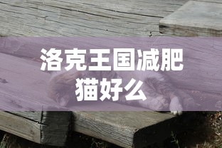 洛克王国减肥猫好么  第1张