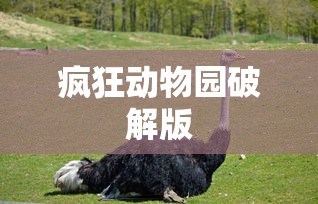 疯狂动物园破解版  第1张