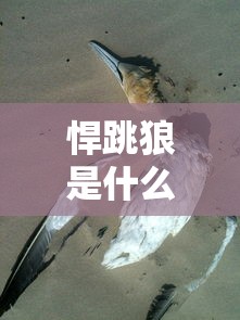 悍跳狼是什么意思  第1张