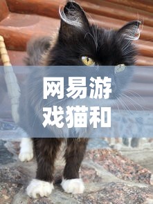 网易游戏猫和老鼠官网  第1张