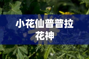 小花仙普普拉花神  第1张
