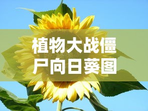 植物大战僵尸向日葵图片大全大图  第1张