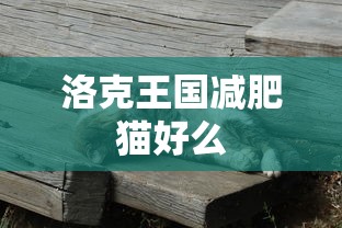 洛克王国减肥猫好么  第1张