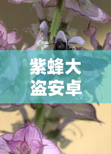 紫蜂大盗安卓下载  第1张