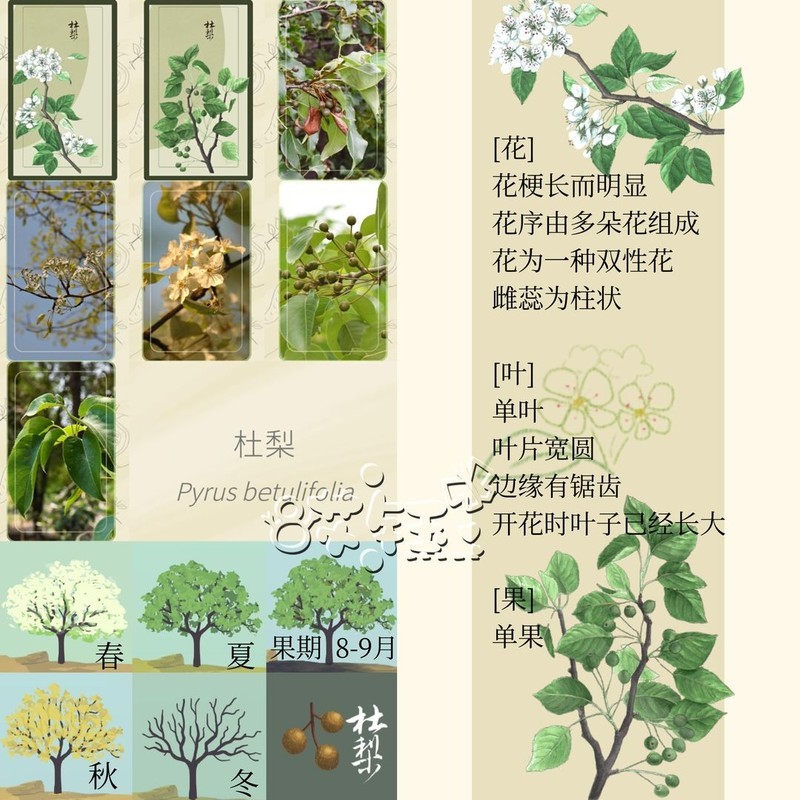 老农种树四季树种答案大全  第9张
