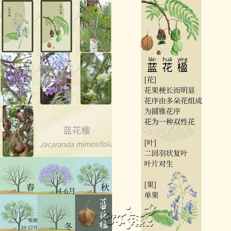 老农种树四季树种答案大全  第13张