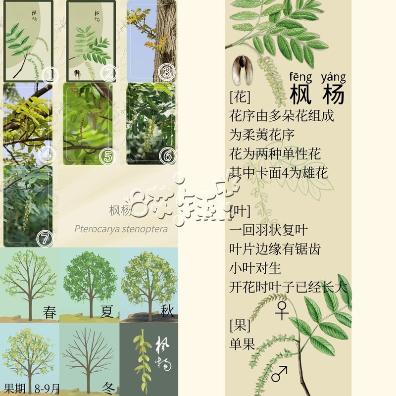 老农种树四季树种答案大全  第22张