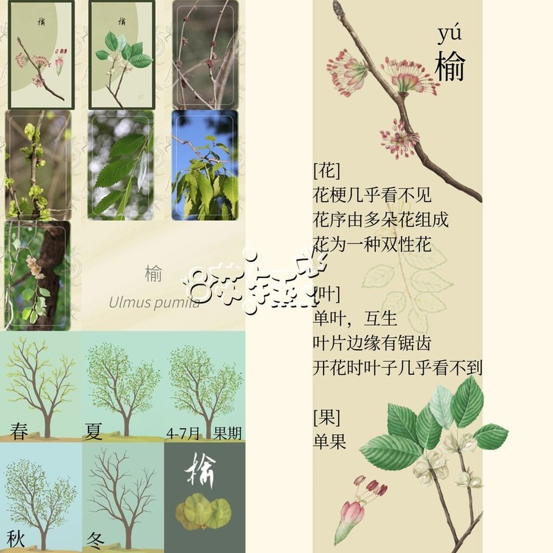 老农种树四季树种答案大全  第21张