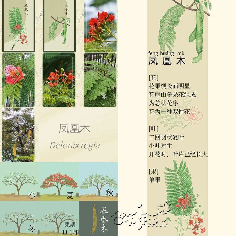 老农种树四季树种答案大全  第24张