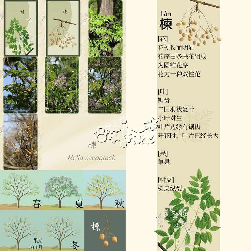 老农种树四季树种答案大全  第36张